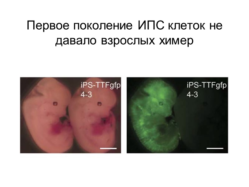 Первое поколение ИПС клеток не давало взрослых химер